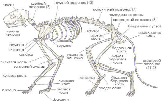 Скелет кота фото с описанием костей