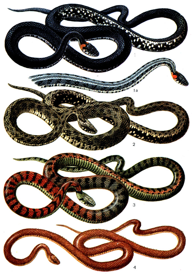 Породы змей с фотографиями и названиями домашние