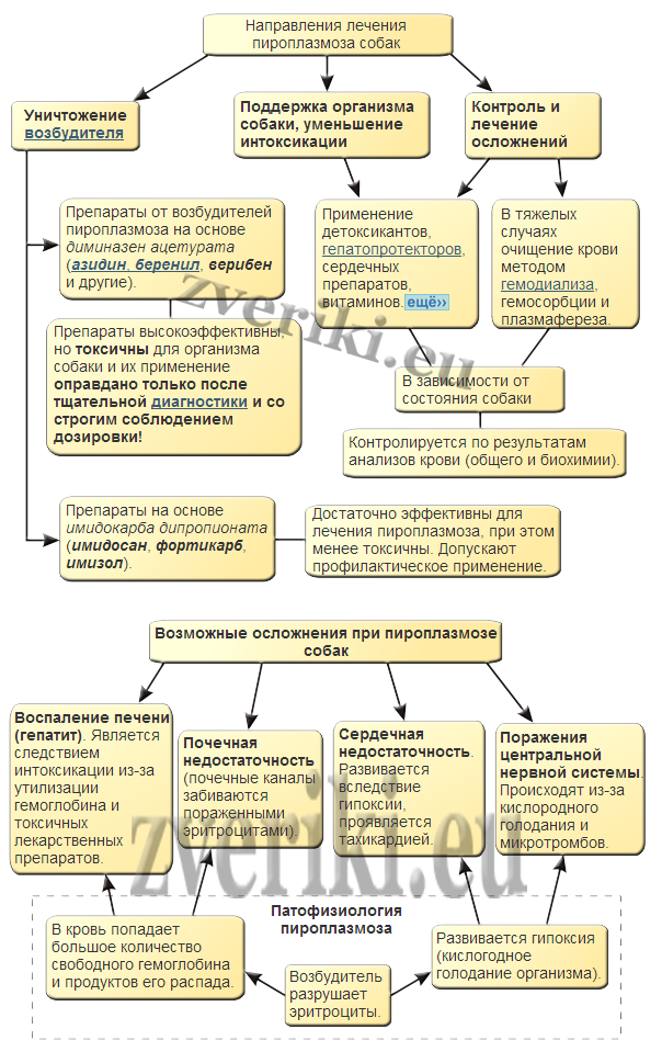 Пироплазмоз у собак признаки и лечение симптомы