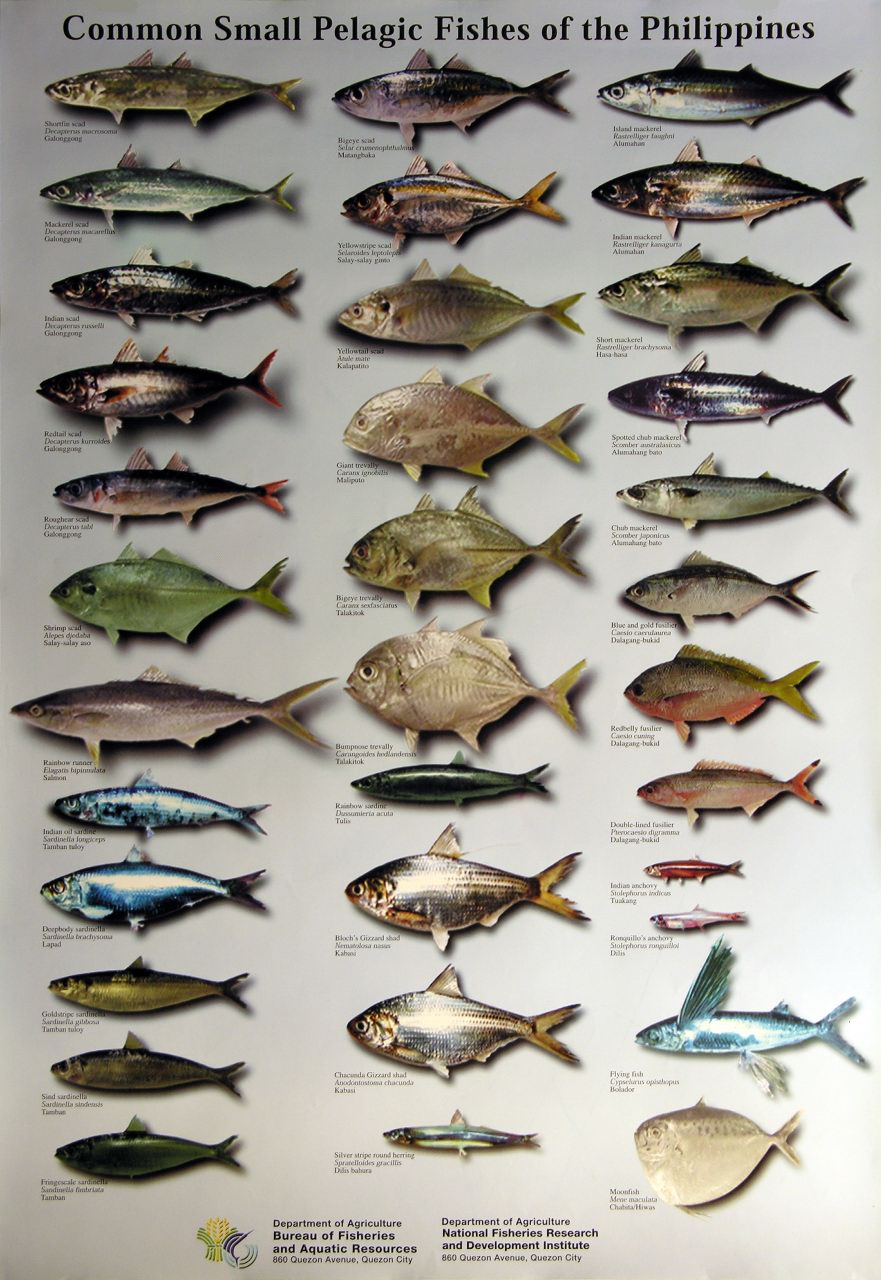 рыбы баренцева моря список