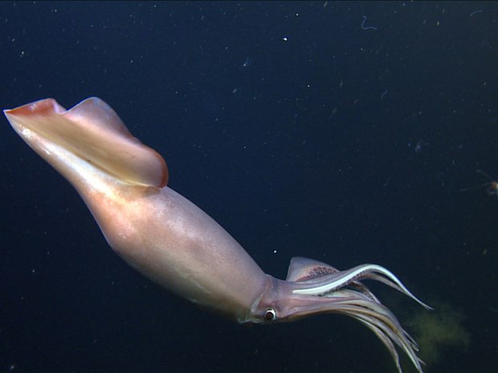 Глубоководный кальмар размеры. Кальмар дозидикус. Кальмар Гумбольдта (Dosidicus Gigas). Гигантский кальмар Dosidicus Gigas. Кальмар Гумбольдта моллюски Тихого океана.