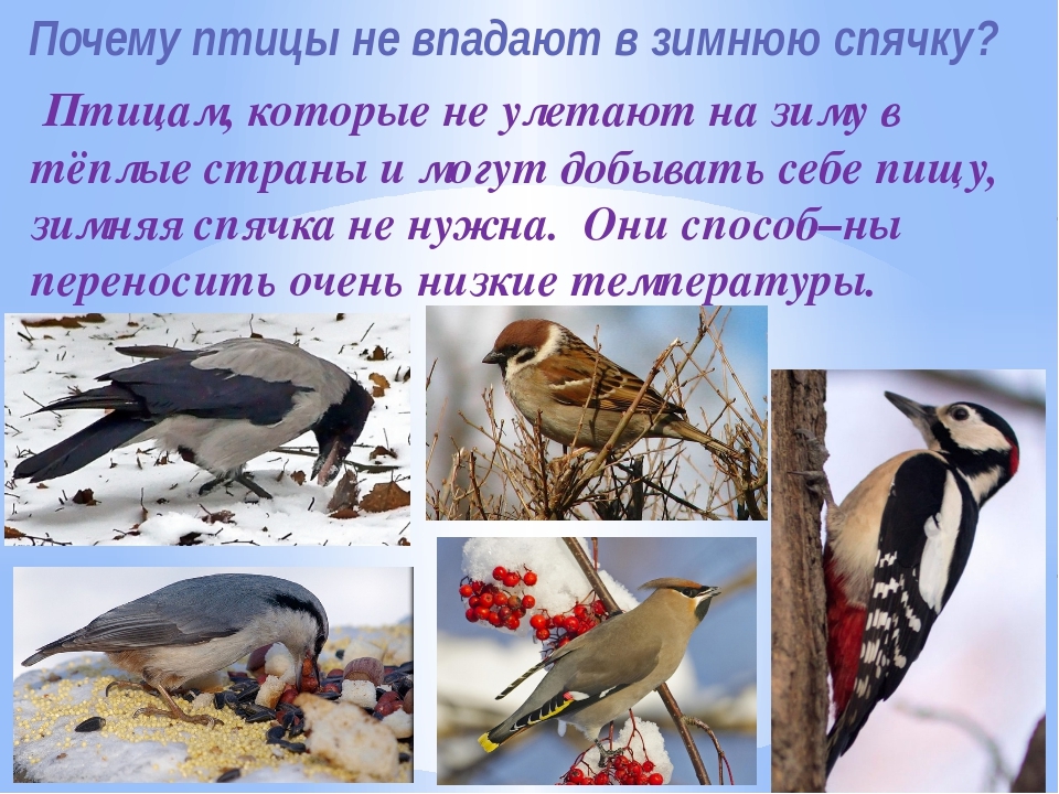 Птицы которые помогают человеку. Зимующие птицы. Птицы улетающие на зимовку. Птицы которые улетают зимой. Птицы которые улетают на Юг.