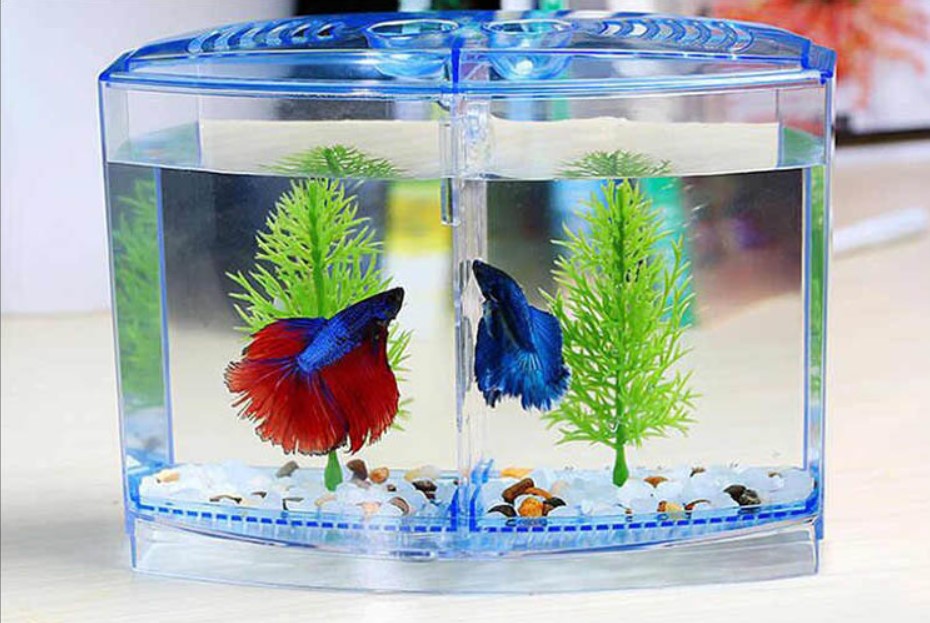 Рыбки которые живут без кислорода. Мини аквариум. Аквариум Box Betta 1.3. Betta Box immerse Tank аквариум. Betta o аквариум.