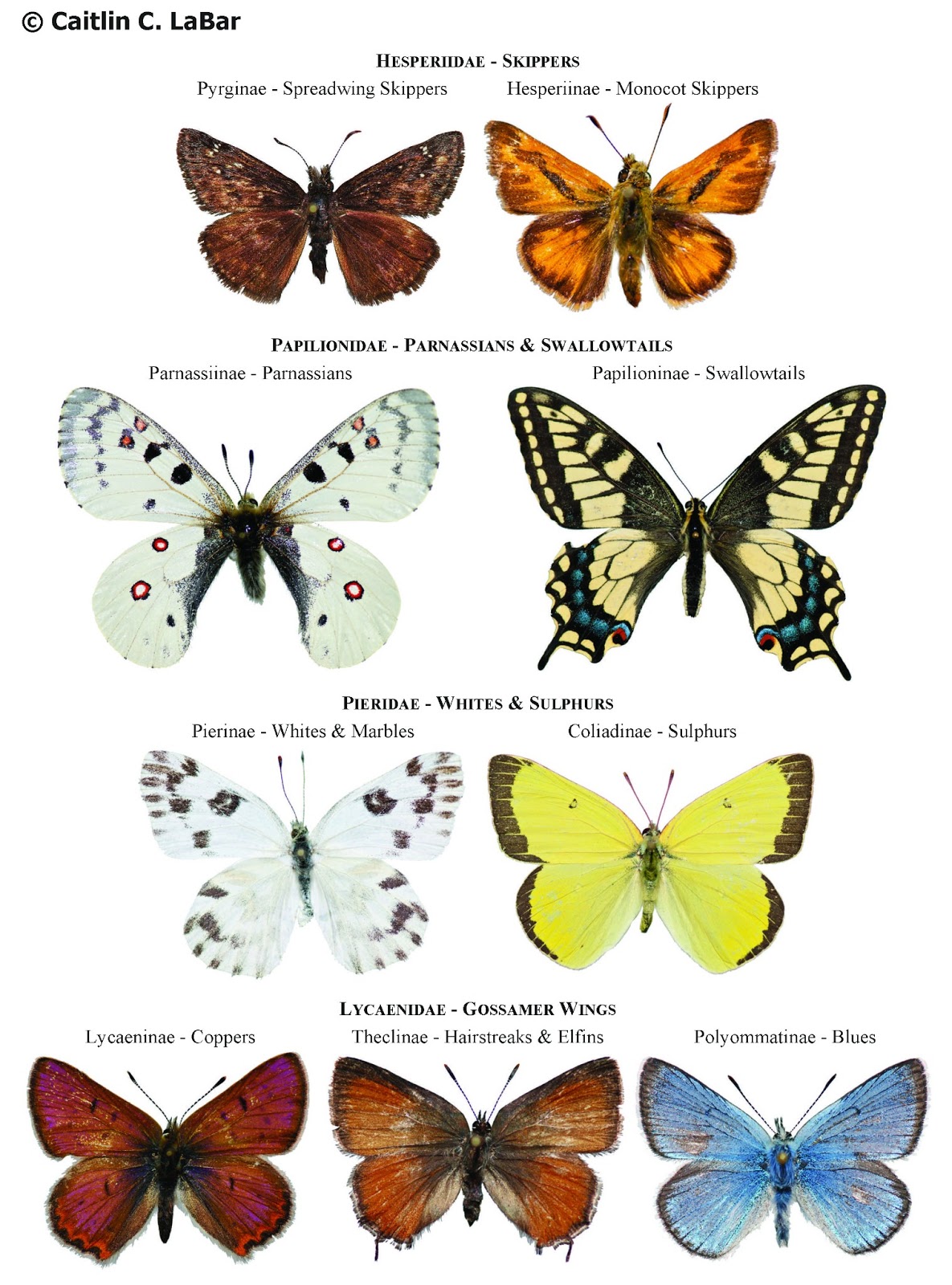 Все виды бабочек и их названия фото на русском