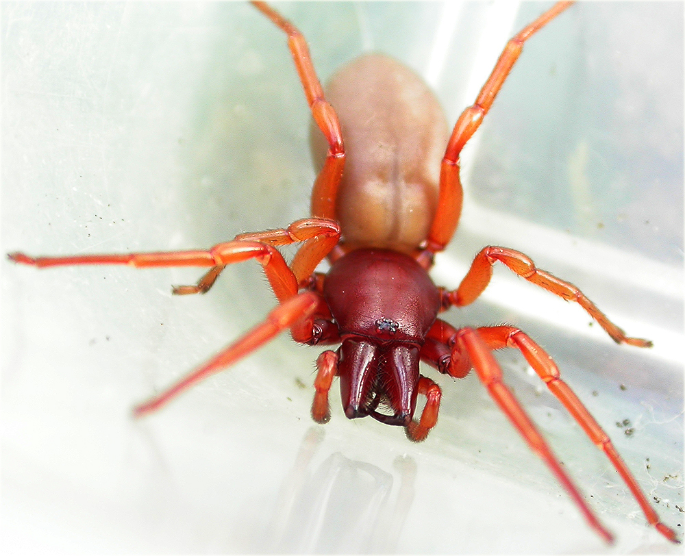 Красный паук. Ред Спайдер паук. Woodlouse Spider. Dysdera SP. Паук с красными лапками.