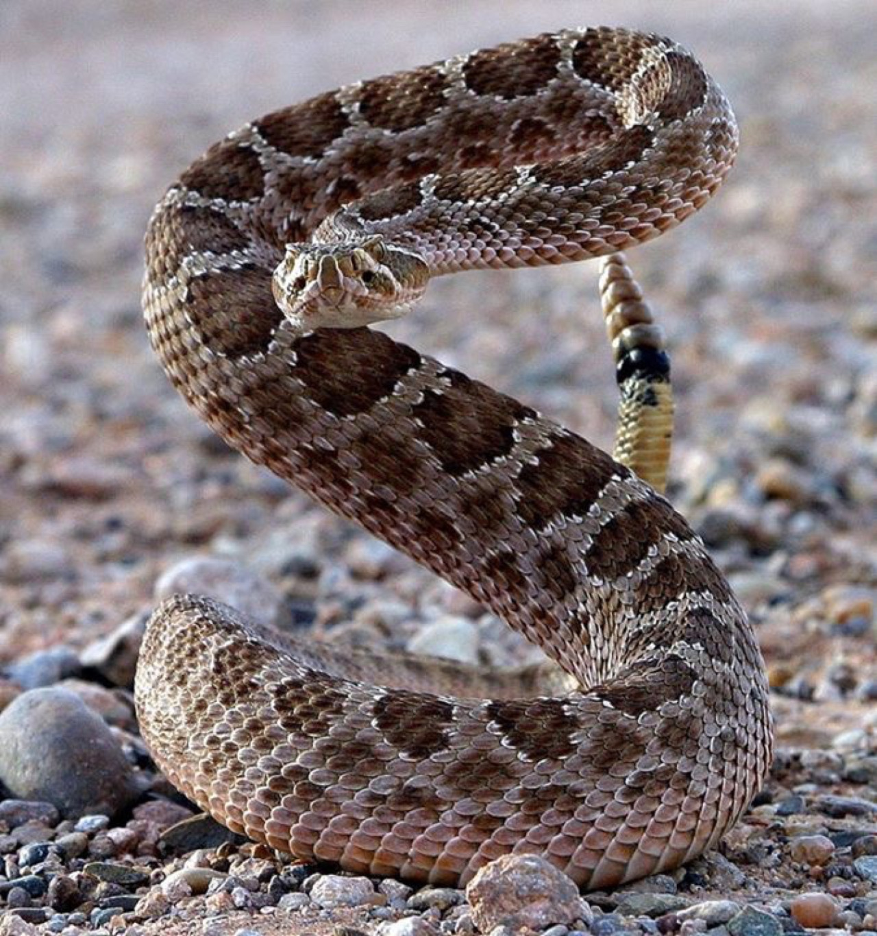 гремучая змея фото