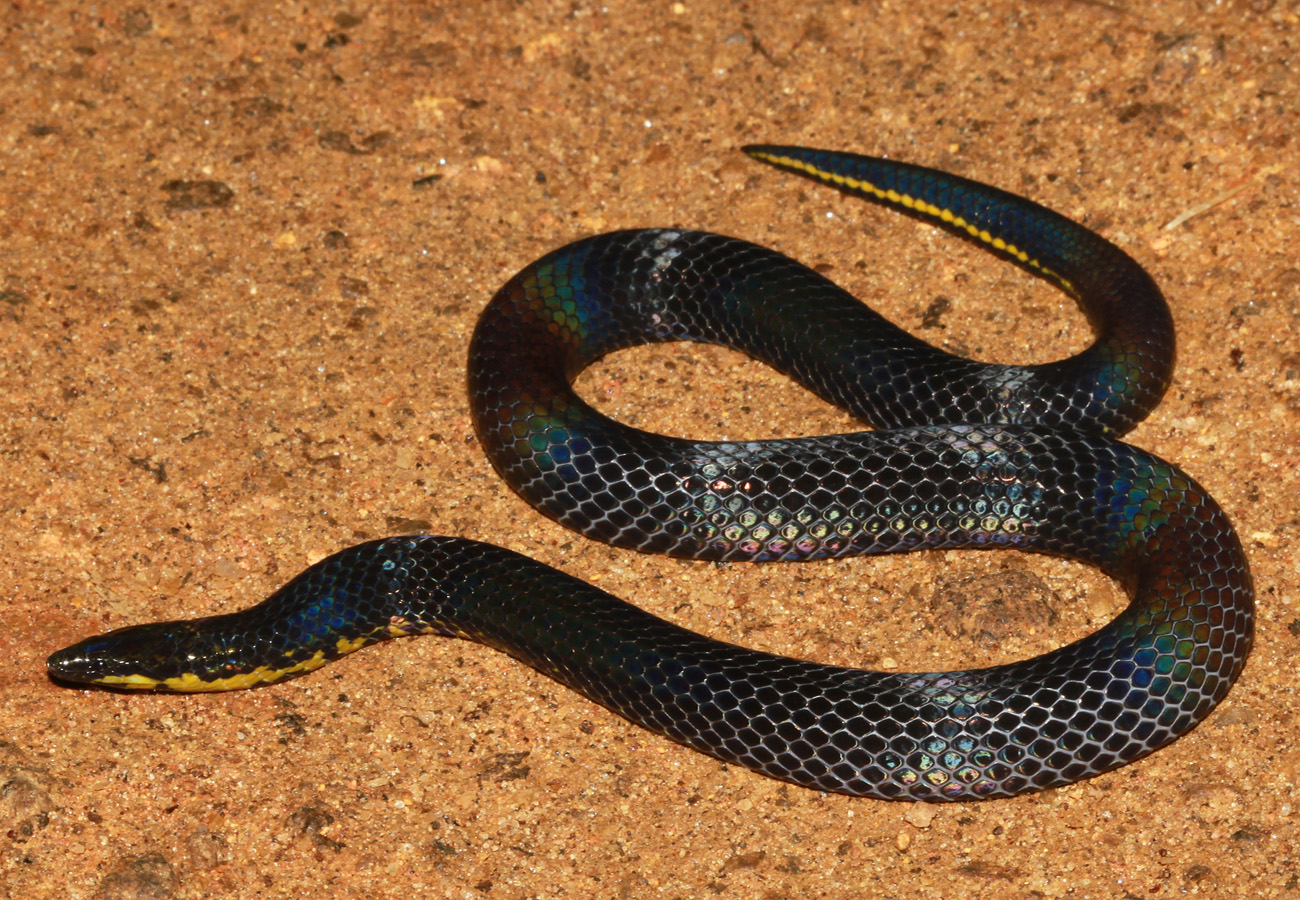 Черная змея на голове пятна. Крайт змея Шри Ланка. Красноголовый Крайт змея. Семейство Ужеобразные (Colubridae). Гадюка черная с желтыми пятнами.