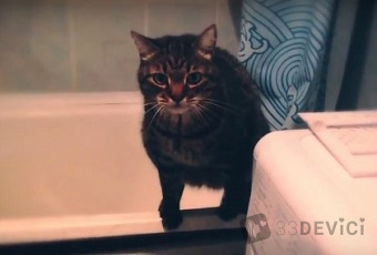 как отучить кота гадить в ванну