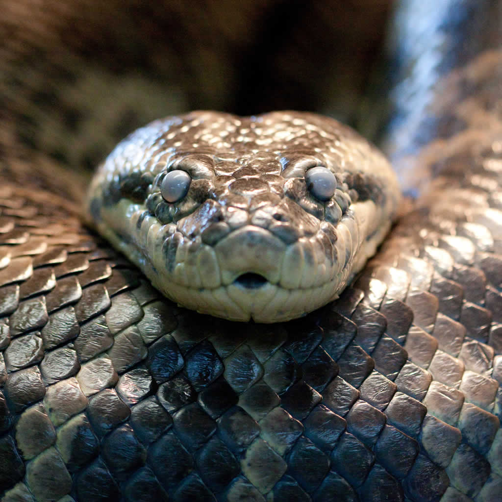 Анаконда змея фото