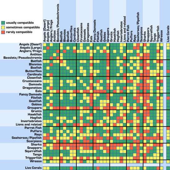 Рыбы совместимость с другими. Телескоп рыбка аквариумная совместимость. Рыба телескоп совместимость с другими рыбами. Телескоп совместимость с другими рыбами таблица. Телескоп рыбка аквариумная совместимость с другими рыбами.