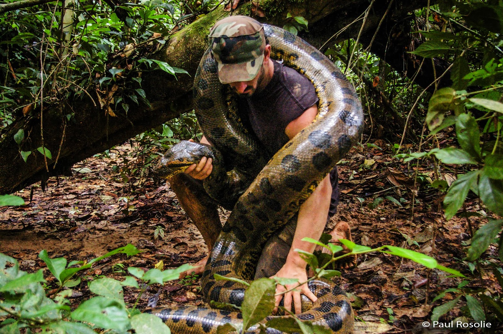 Почему анаконда. Анаконда змея. Самая большая Анаконда в мире. Амазонка змеи Анаконда. Самая большая змея в мире Анаконда фото.
