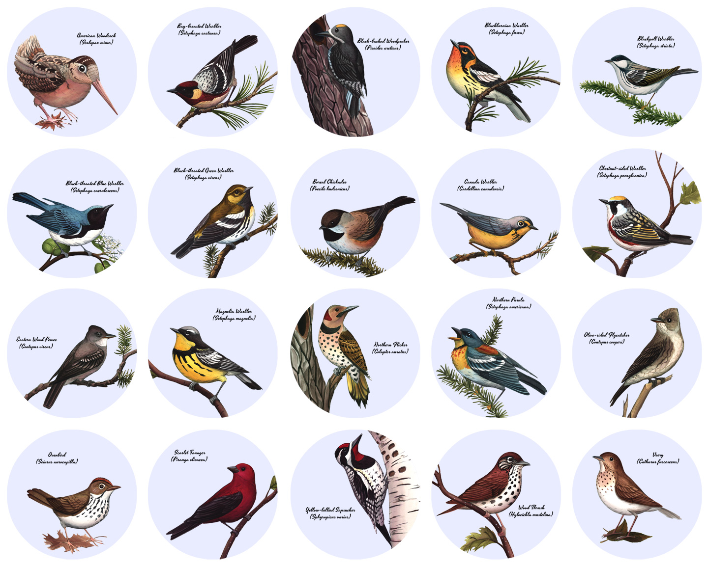 Картинки птиц с названиями. Лесные птицы названия. Птицы наших лесов. Птицы леса с названиями. Лесные птицы для детей.