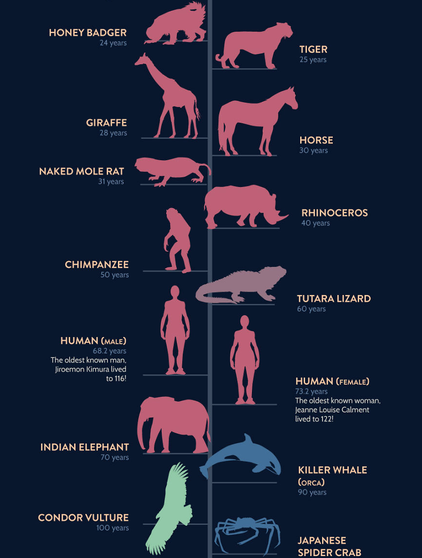 Продолжительность жизни животных 1 класс таблица. Продолжительностьдизни животных. Животные и срок жизни. Длительность жизни животных. Время жизни лошади