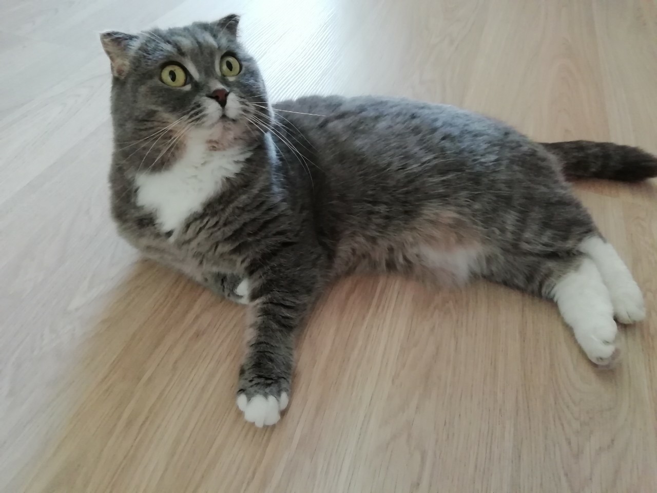 Кошка скоттиш страйт