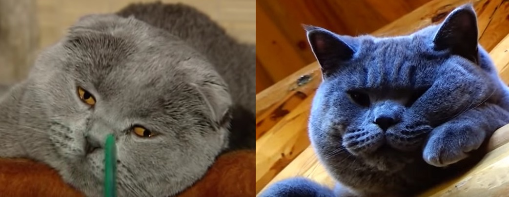 Британец и шотландец