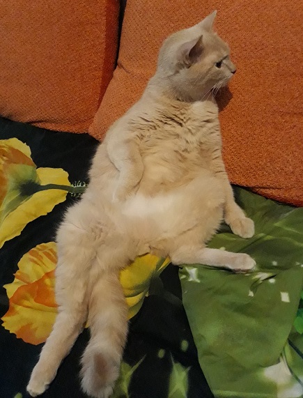 Кот сидит как человек