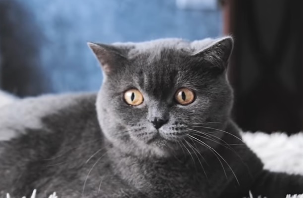 Шотландская прямоухая