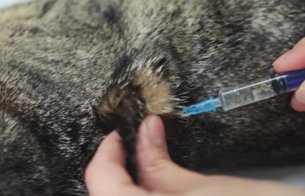 Укол в холку кошке