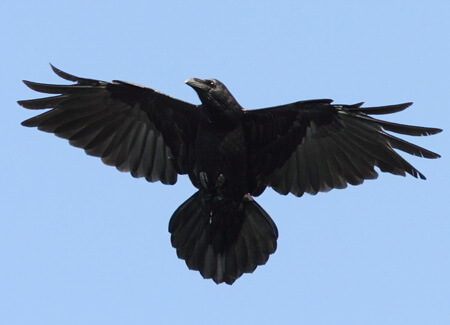 Common Raven, taviphoto, Shutterstock