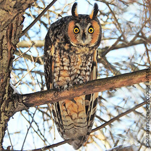 Long-eared Owls are one of the 19 types of owls found in the United States