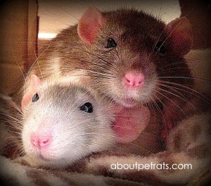 about pet rats, pet rats, pet rat, rats, rat, fancy rats, fancy rat, ratties, rattie, pet rat care, pet rat info, pet rat play, pet rat behavior, pet rat health, best pet, cute pets, pet rat supplies