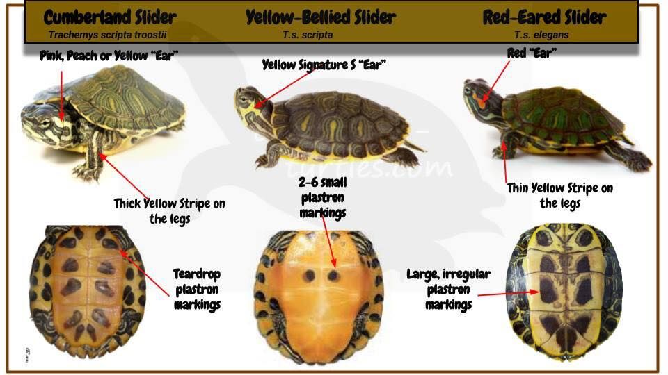 Красноухая черепаха как отличить. Красноухая черепаха определить пол. Пол красноухой черепахи по панцирю. Красноухая черепаха мальчик или девочка. Красноухая черепаха самец и самка.