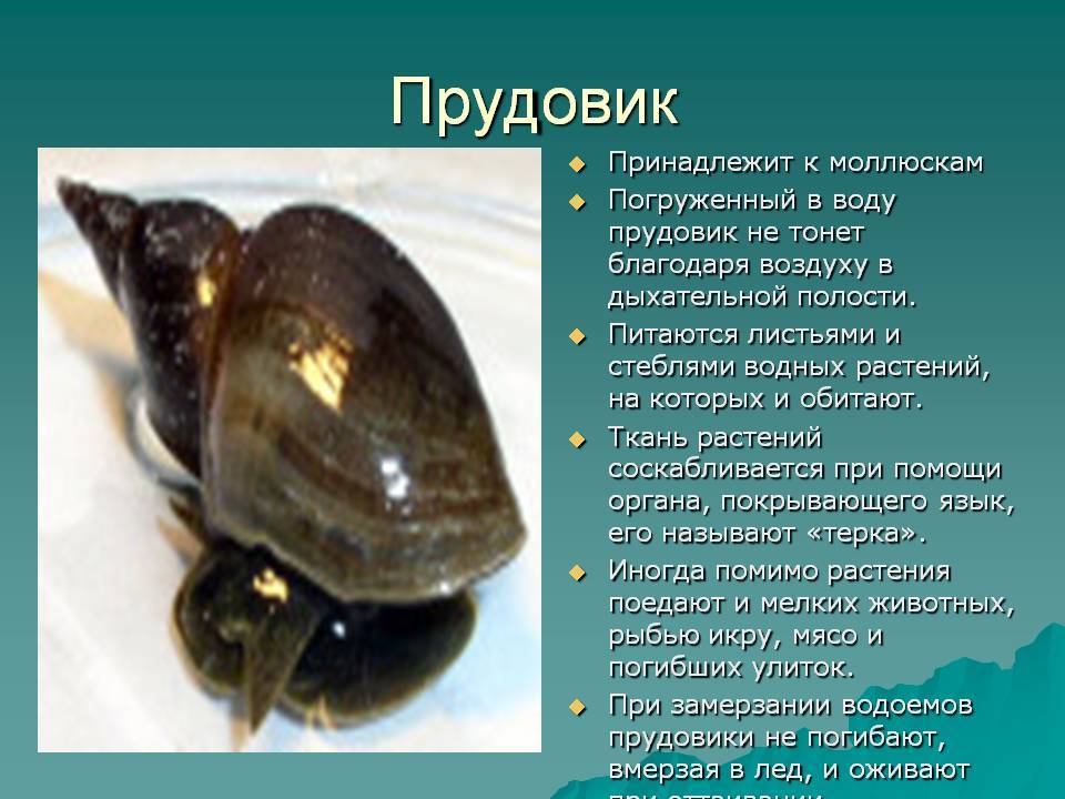 Какой тип развития у виноградной улитки. Брюхоногие моллюски прудовик. Улитка прудовик. Моллюск малый прудовик. Речная улитка прудовик.