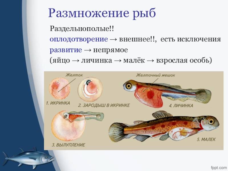 Внутреннее оплодотворение у хрящевых. Размножение костных рыб. Оплодотворение костистых рыб. Размножение лучеперых рыб. Внутренне оплодотворение у рыб.