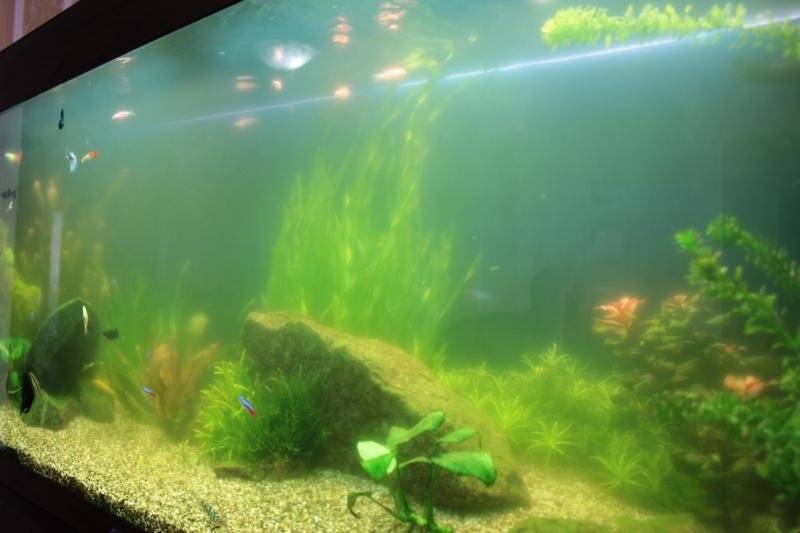 Аквариум зеленеет что делать и почему. Муть в аквариуме. Мутная вода в аквариуме. Загрязненный аквариум. Мутный аквариум.