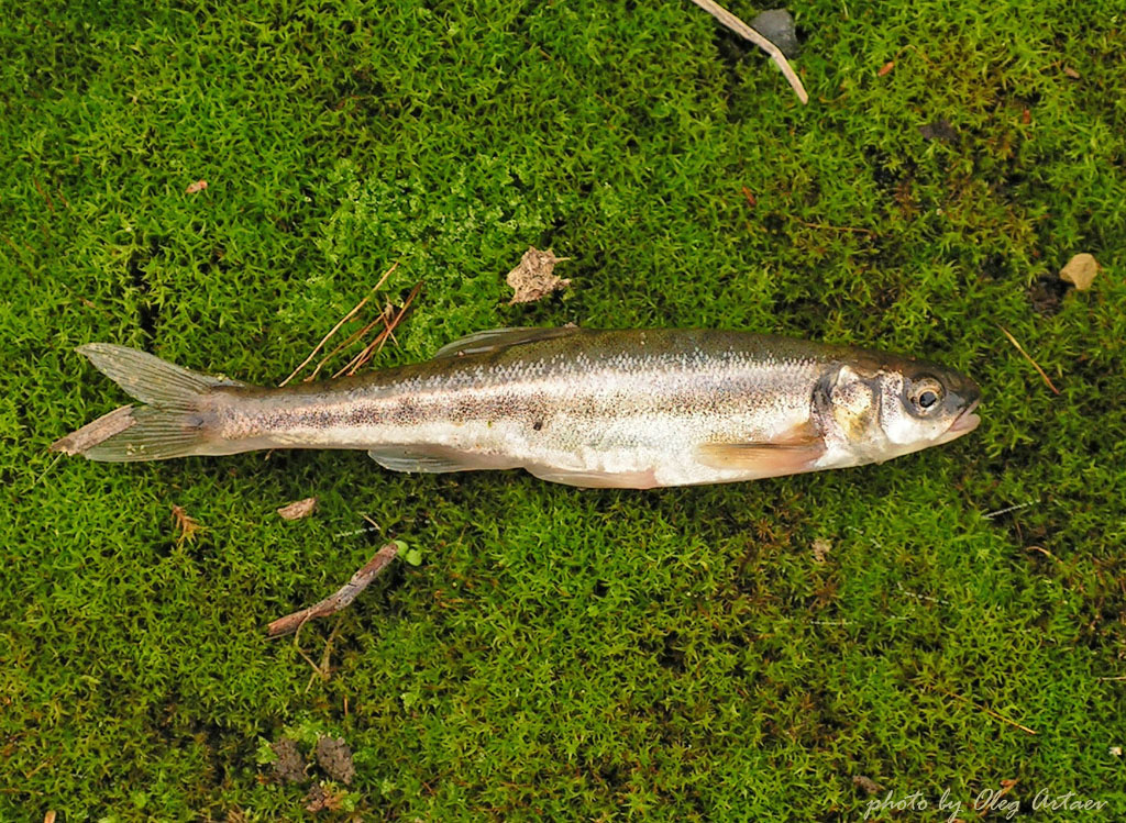 Мелкая рыба семейства. Речной гольян (Phoxinus Phoxinus). Обыкновенный гольян Phoxinus Phoxinus (Linnaeus, 1758). Рыбка гольян Речной. Гольян обыкновенный Речной.