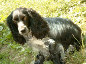 Русский охотничий спаниель