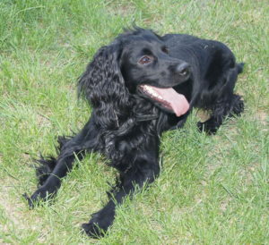 Черный русский спаниель