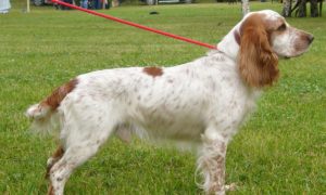 Русский спаниель описание породы