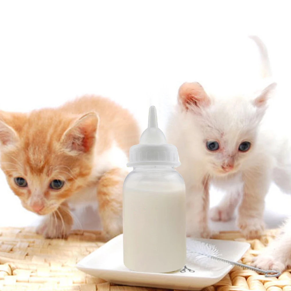 Как кормить котенка молоком