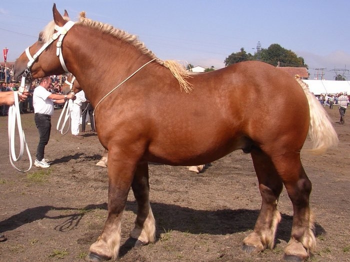 австралийский тяжеловоз самая дорогая лошадь в мире