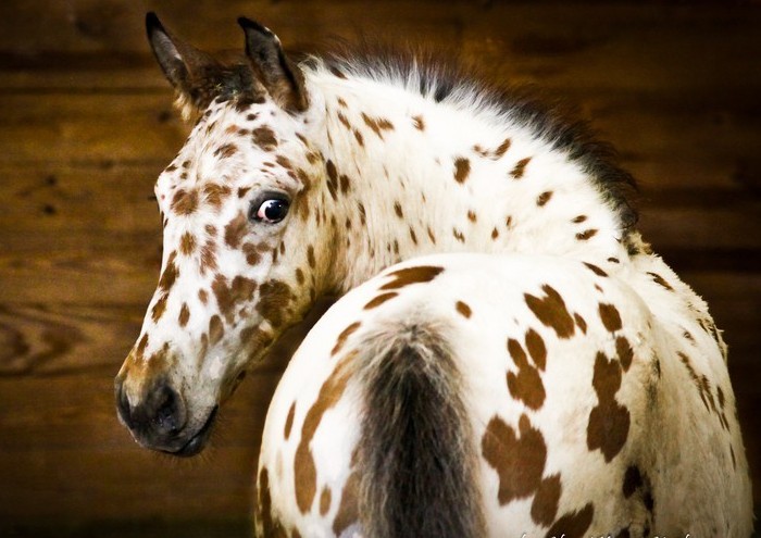 леопардовая самая большая лошадь в мире