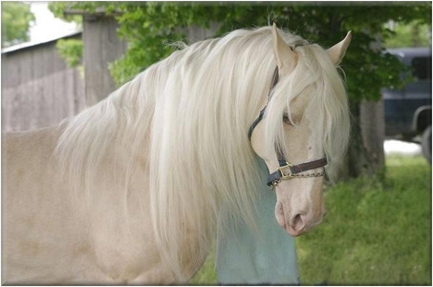 Шампанская лодашь на дыбы престижные лошади