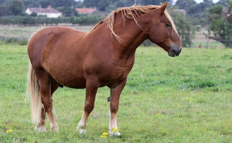 Суффолк самые лучшие лошади в мире