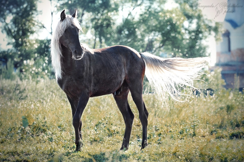 Ахалтекинская престижные лошади