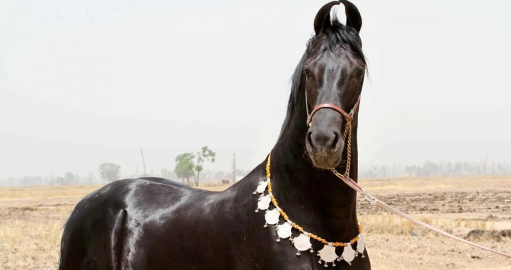 Марвари самая дорогая лошадь в мире