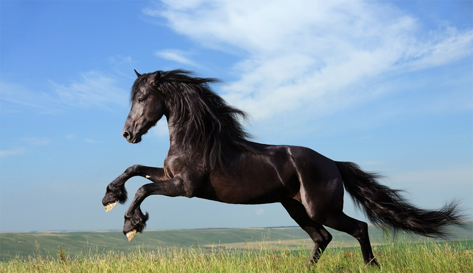 Вороно-чалая самые лучшие лошади в мире