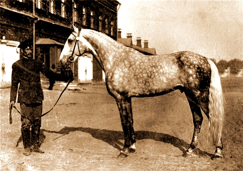 Шампанская лодашь на дыбы самая дорогая лошадь в мире