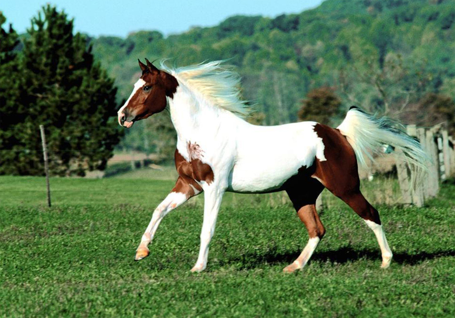 Пинто самая высокая лошадь