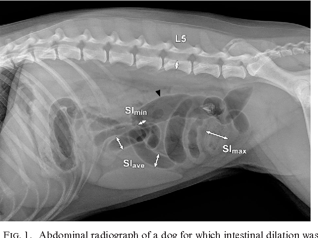 Селезенка у котов. Рентген инвагинации кишечника у собаки. Инвагинация кишечника у кошки рентген. Рентген брюшной полости собаки в норме. Непроходимость кишечника у собаки рентген.