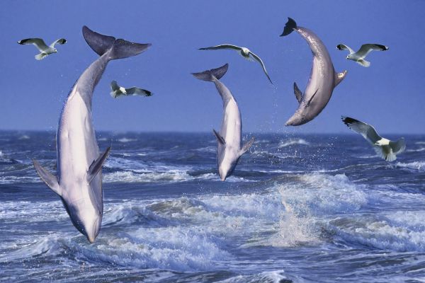 Из-за гладкой эластичной кожи сила трения воды о тело дельфина минимальна, это позволяет млекопитающему развивать большую скорость. Средняя скорость дельфина – 5-11 км/ч, самые быстрые дельфины развивают скорость до 37 км/ч.