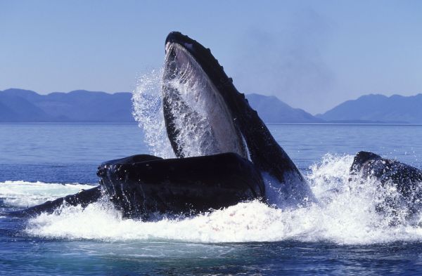 Голубой кит вместо зубов во рту имеет несколько сотен роковых пластинок, их называют китовыми усами.  Чтобы пообедать, киту достаточно раскрыть пасть и проплыть через скопление моллюсков, креветок или рыб. Потом кит закрывает пасть и силой выталкивает воду изо рта через китовые усы, как через сито, а добыча остается внутри.