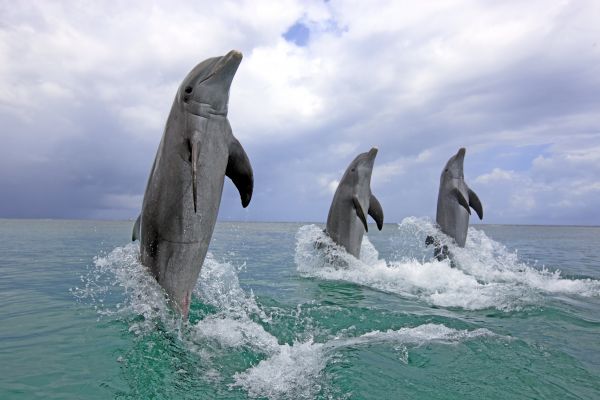 Дельфины – млекопитающие, принадлежащие к отряду китообразных. Обитают в морях, океанах, заливах и реках всего мира. Взрослые речные дельфины достигают размеров от 1,2 м в длину, а морские – до 9,5 м. Мозг – самый крупный орган тела дельфина, по отношению к массе тела он почти такой же, как у человека.