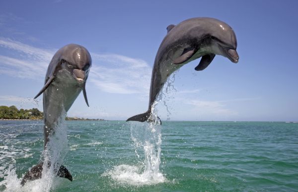 Слух дельфинов уникален. Млекопитающие имеют свою систему звуковых сигналов: эхолокационные сигналы, служащие для нахождения пищи, обнаружения препятствий и исследования обстановки; и «свист»-сигналы, обеспечивающие коммуникацию между дельфинами. У дельфинов внутри сообщества есть имена, по которым они различают друг друга. Человеческому уху высокочастотные звуковые сигналы дельфинов недоступны, слух млекопитающих острее в 400-1000 раз.