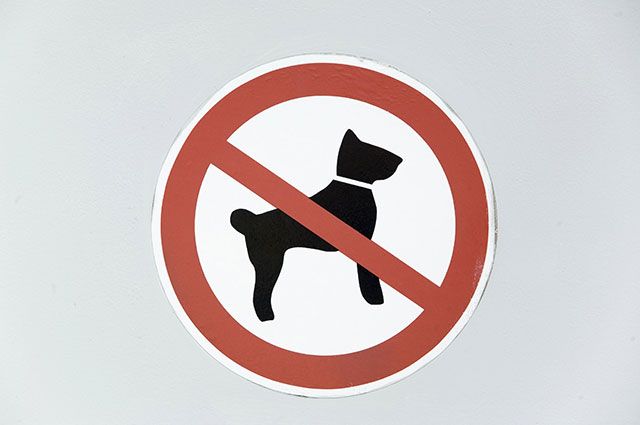 Можно с собаками в продуктовый магазин. Вход с собаками разрешен. В кафе с животными запрещено. С собаками не заходить. Вход в кафе с животными разрешен.