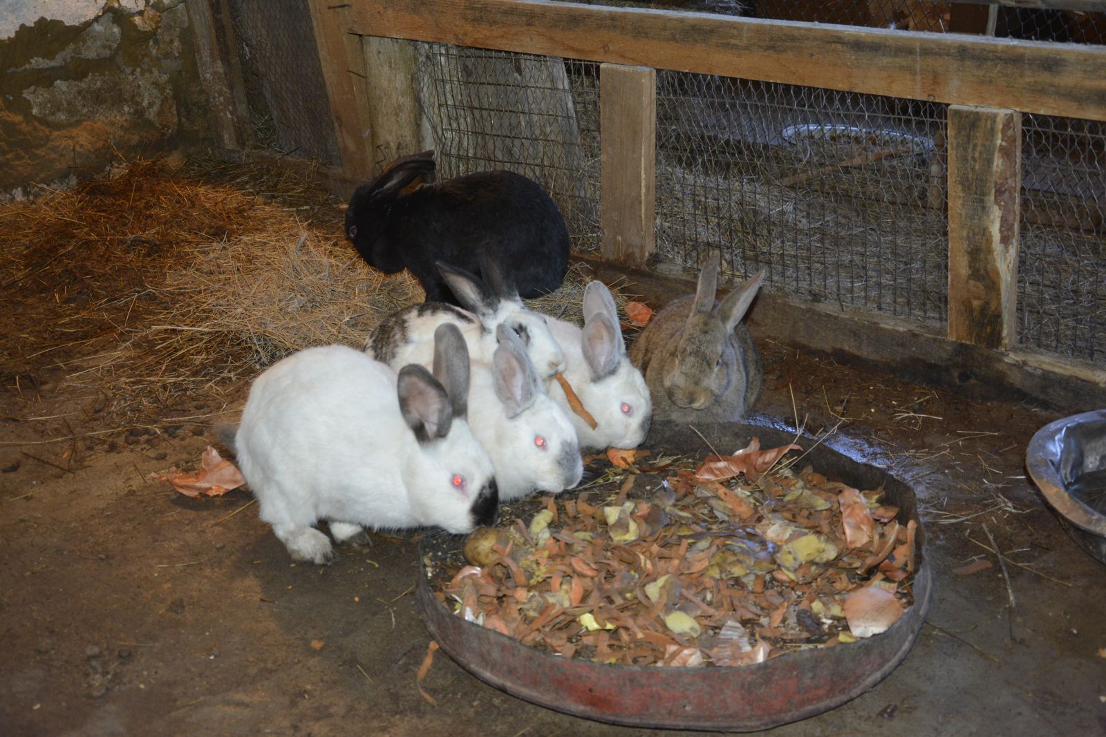 Кролики живут на ферме. ЛПХ кролиководство. Кролиководство ферма. Ферма кроликов. Разведение кроликов.